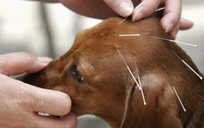 Tratamiento de perros