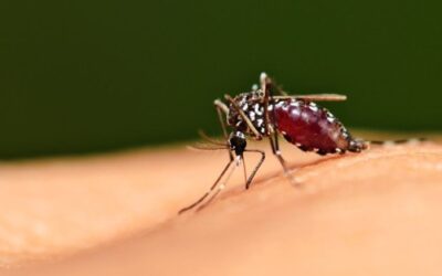 Mosquitos transgénicos para combatir la malaria