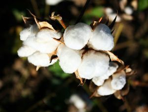 El efecto halo del algodón transgénico