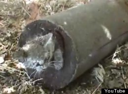 Secta mormona sepulta gato vivo en cemento