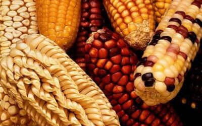 Argentina aprobó el maíz transgénico