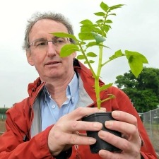 Éxito de papa transgénica en Inglaterra