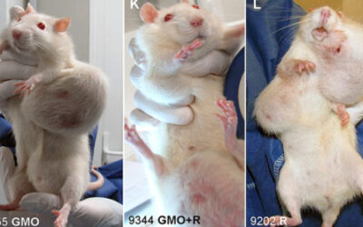 No, el maíz de Monsanto no causa tumores en ratones