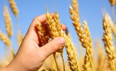 Científicos consiguen trigo sin gluten