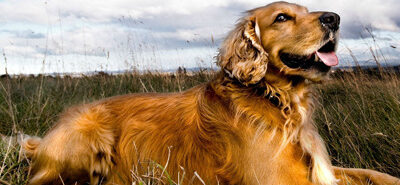 El efecto placebo en animales