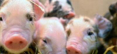 Agencias australianas sobre ‘estudio’ de maíz transgénico y cerdos