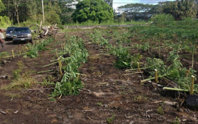 Ecotalibanes talan 100 árboles de papaya