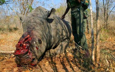 Magufadas matan rinocerontes