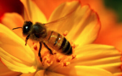 Los peligros del polen de abeja