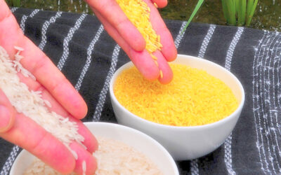 Campaña para que Greenpeace deje de oponerse al arroz dorado
