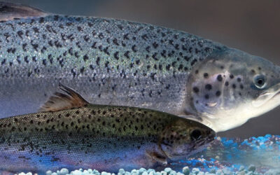 EEUU aprueba salmón transgénico para consumo humano