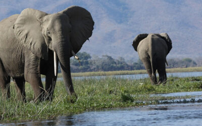 Evolución en acción: elefantes están naciendo sin colmillos por caza furtiva