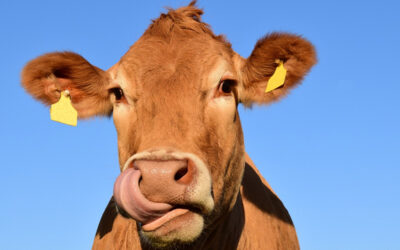 Homeopatía tampoco funciona en vacas